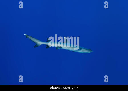 11 février 2018 - Island (Atoll) Fuvahmulah, Inde, Maldives - Whitetip reef shark (Triaenodon obesus) nage dans le bleu Credit : Andrey Nekrasov/ZUMA/ZUMAPRESS.com/Alamy fil Live News Banque D'Images