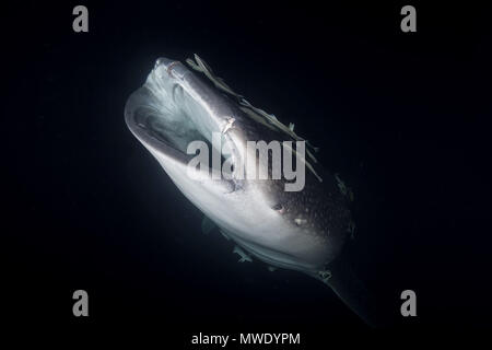 L'Océan indien, les Maldives. Apr 7, 2018. Portrait du requin-baleine (Rhincodon typus) avec l'école de poisson Remora (Echeneis naucrates) dans la nuit Crédit : Andrey Nekrasov/ZUMA/ZUMAPRESS.com/Alamy fil Live News Banque D'Images