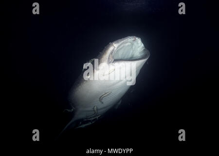 L'Océan indien, les Maldives. Apr 7, 2018. Portrait du requin-baleine (Rhincodon typus) Les plancton dans la nuit Crédit : Andrey Nekrasov/ZUMA/ZUMAPRESS.com/Alamy fil Live News Banque D'Images