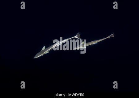 L'Océan indien, les Maldives. Apr 7, 2018. Deux poissons Remora, vivre ou sharksucker sharksucker (Echeneis naucrates mince) dans la nuit. Crédit : Andrey Nekrasov/ZUMA/ZUMAPRESS.com/Alamy fil Live News Banque D'Images