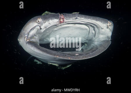 L'Océan indien, les Maldives. Apr 7, 2018. Portrait du requin-baleine (Rhincodon typus) Les plancton dans la nuit Crédit : Andrey Nekrasov/ZUMA/ZUMAPRESS.com/Alamy fil Live News Banque D'Images