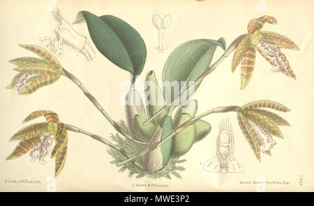 . Illustration de Helcia sanguinolenta (syn. Trichopilia sanguinolenta) . 1893. M. S. del. (  = Matilda Smith, 1854-1926), J. N. Fitch lith. (  = John Nugent Fitch, 1840-1927) Description par Joseph Dalton Hooker (1817-1911) 270 Helcia sanguinolenta (comme Trichopilia sanguinolenta) - Curtis' 119 (Ser. N° 3 49) pl. 7281 (1893) Banque D'Images