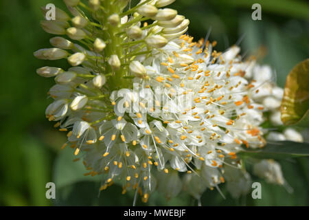 Plan macro sur les fleurs de lis blanc de la sétaire verte, Eremurus blanc au printemps Banque D'Images