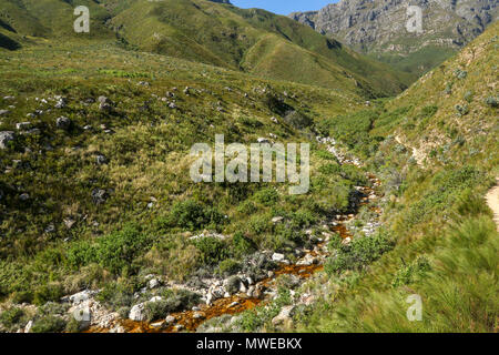 Dans la rivière Eerste Jonkershoek, réserve naturelle, route des jardins, afrique du sud Banque D'Images