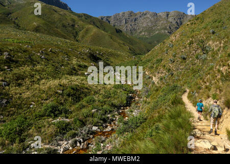 Dans la rivière Eerste Jonkershoek, réserve naturelle, route des jardins, afrique du sud Banque D'Images