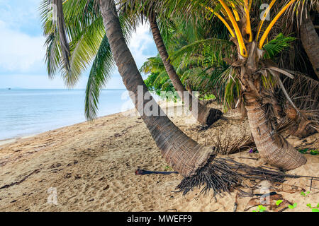 Coconut île de Koh Samui en Thaïlande. Banque D'Images