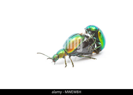 Une paire de dock vert Gastrophysa viridula, de coléoptères, de l'accouplement. Cette paire n'a été trouvé pour le quai des usines proches d'une rivière. Les plantes sont une station d'alimentation principale sourc Banque D'Images