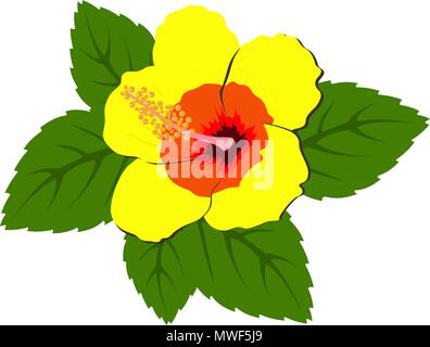 De belles fleurs d'hibiscus rouge avec des feuilles Illustration de Vecteur