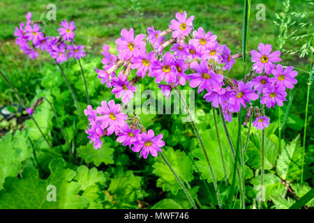 Primula cortusoides Banque D'Images