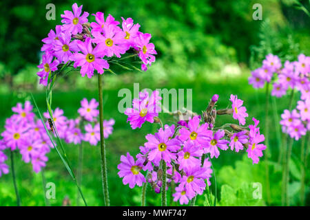 Primula cortusoides Banque D'Images