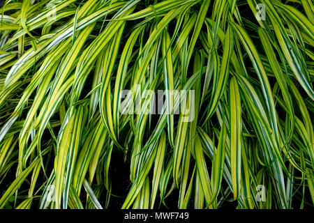 Hakonechloa macra Aureola ' ', Hakone grass ou herbe forêt japonais Banque D'Images