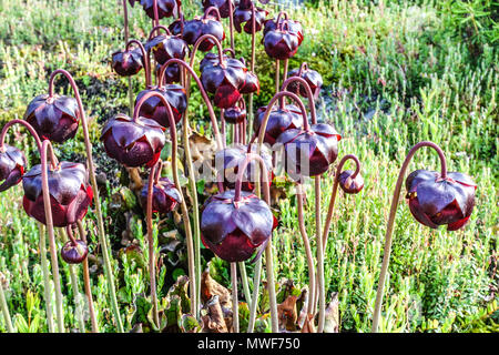 Sarracenia purpurea, Sarracénie pourpre Banque D'Images