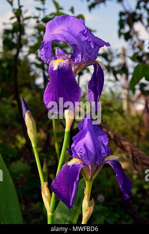Groupe d'iris violets du soleil chaud Banque D'Images