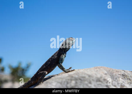 Rock Agama Lizard sur un rocher avec fond de ciel bleu Banque D'Images