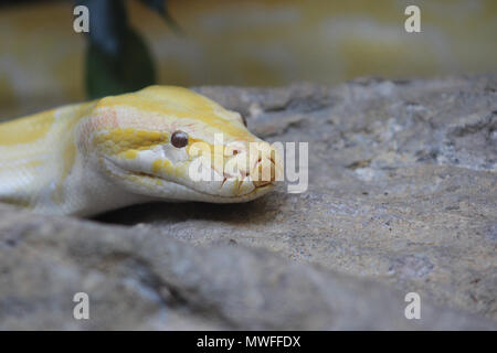 Serpent albinos glisser sur un rocher Banque D'Images