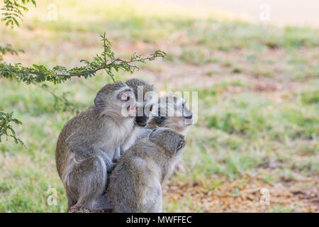 Groupe de 4 Vervet Monkies assis sur un rocher à la curieux Banque D'Images