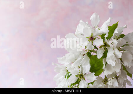 Gentle white apple tree fleurs sur fond rose pale à la mode avec l'exemplaire de l'espace. Banque D'Images