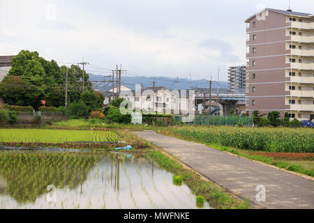Petite route entre rizière inondée et petit champ à côté d'un immeuble à appartements japonais Banque D'Images