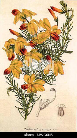 . Illustration botanique de Lechenaultia linarioides par un artiste inconnu, publiés dans "Flore des serres et des Jardins de l'Europe" (1845-1883) Ed : Louis B. Van Houtte. La légende décrit la plante comme arcuata Lechenaultia. vers 1861. 364 Inconnu Lechenaultia arcuata Banque D'Images