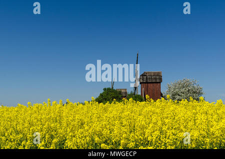 Vieux moulins à vent en bois rouge par un champ de colza en fleurs au swedish island Oland Banque D'Images