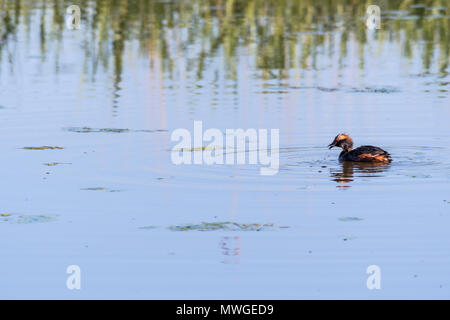 Beau mobilier, Grebe Podiceps auritus, avec un vient de prendre de petits poissons dans un étang à l'île de Oland suédois Banque D'Images