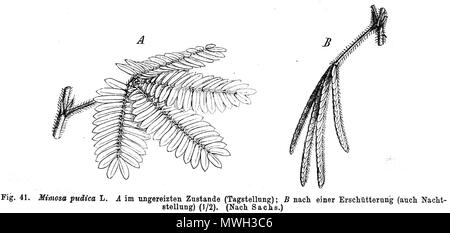 . Illustration de livre . 1891. Paul Hermann Wilhelm Taubert (1862-1897) 417 Mimosa pudica Taub41 Banque D'Images