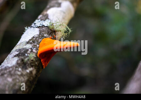 Champignons orange brillant sur un arbre au parc national de Lane Cove Banque D'Images