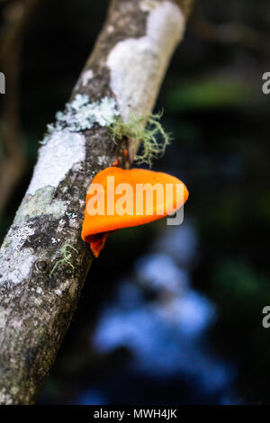 Champignons orange brillant sur un arbre au parc national de Lane Cove Banque D'Images