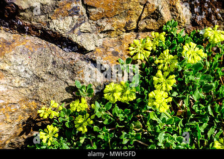 Eriogonum umbellatum ' porteri ' plantes alpines pierre de rocaille Banque D'Images