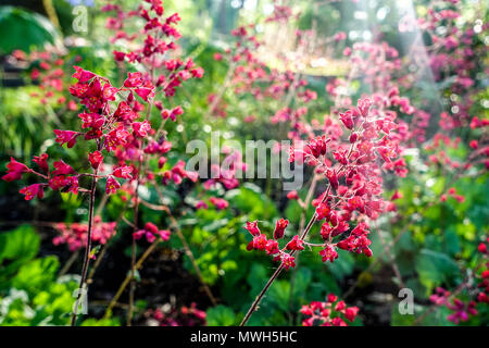 Red Heuchera Paris Heuchera fleurs jardin ombragé printemps matin lumière mai Hardy Coral Bells Heucheras Fleur rétro-éclairé scène Rouge Vert plantes vivaces Banque D'Images