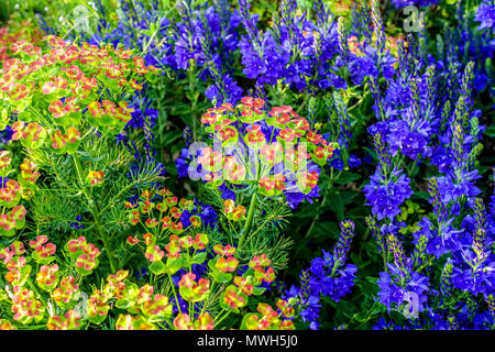 L'euphorbe cyprès, Veronica teucrium ' ' Knallblau Banque D'Images