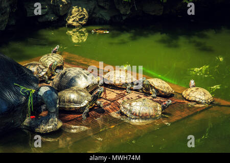 Temple de Wat Prayoon (tortue temple) à Bangkok, Thaïlande. Banque D'Images