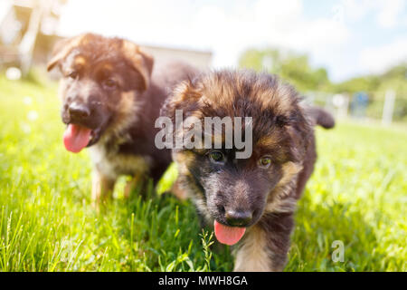 Deux chiots berger allemand de s'amuser sur pelouse verte en journée ensoleillée Banque D'Images