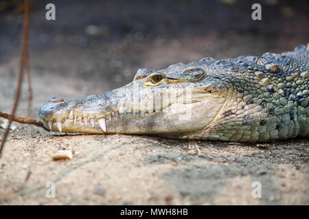 Crocodile mexicain reposant sur les bords de la rivière. Crocodylus moreletii Banque D'Images