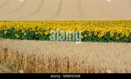 Le tournesol (Helianthus annuus) et champ de blé dans la plaine de Limagne, Puy de Dome, Auvergne, France Banque D'Images