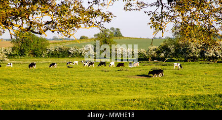 Itinérance Les vaches dans un champ dans la campagne anglaise Banque D'Images