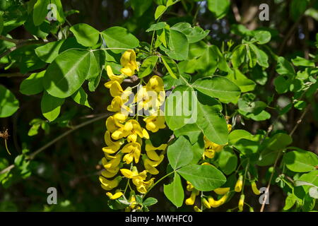 Acacia jaune, Siberian peashrub Caragana arborescens ou branche avec feuilles vertes et fleurs jaune fleur, South Park, Sofia, Bulgarie Banque D'Images