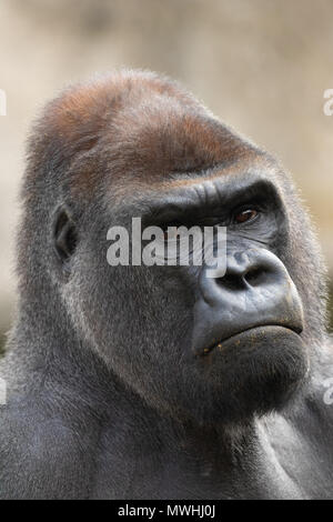 Gorilla Silverback grave (Gorilla gorilla) portrait au zoo de Madrid, Espagne, Europe. Banque D'Images