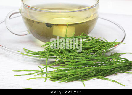 Horsetailtea, thé, thé médicinal, herbtea, plante médicinale, Equisetum arvense, la prêle des champs ou prêle commune Banque D'Images