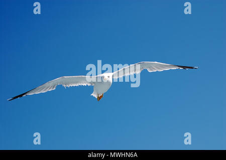 Une mouette vole autour du ferry-boat près de l'île de Thassos, dans la mer Égée. Banque D'Images