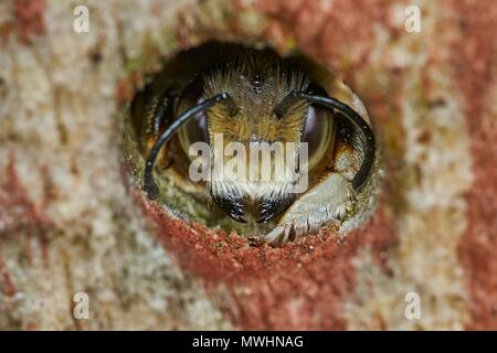 L'abeille découpeuse de Willughby, Megachile willughbiella, homme, dans l'hôtel de l'abeille Banque D'Images