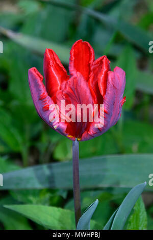 Red Parrot tulip cup rococo avec teinte violette Banque D'Images
