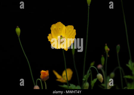 Welsh poppy jaune Banque D'Images