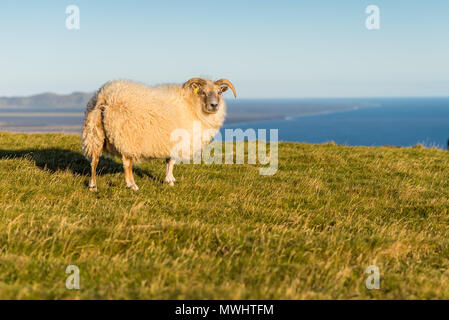 Moutons sur prairie dans le sud de l'islande Banque D'Images