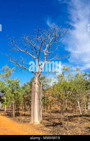 Un boab tree entourée d'eucalyptus gum trees à côté d'un chemin de terre pindan , la Gibb River Road, Kimberley WA l'Australie. Banque D'Images