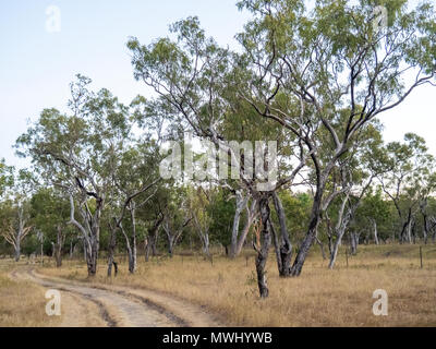 Un chemin de terre à travers un enclos dans une cattle station à l'eucalyptus gum arbres dans le Kimberley WA l'Australie. Banque D'Images