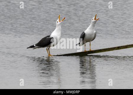 Moindre Goéland marin Larus fuscus Banque D'Images