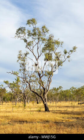 Un enclos dans une cattle station à l'eucalyptus gum arbres dans le Kimberley WA l'Australie. Banque D'Images