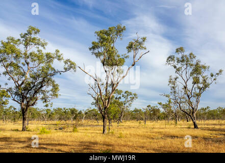 Un enclos dans une cattle station à l'eucalyptus gum arbres dans le Kimberley WA l'Australie. Banque D'Images