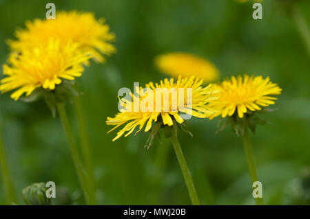 Fleurs de pissenlit dans une herbe close up shot Banque D'Images